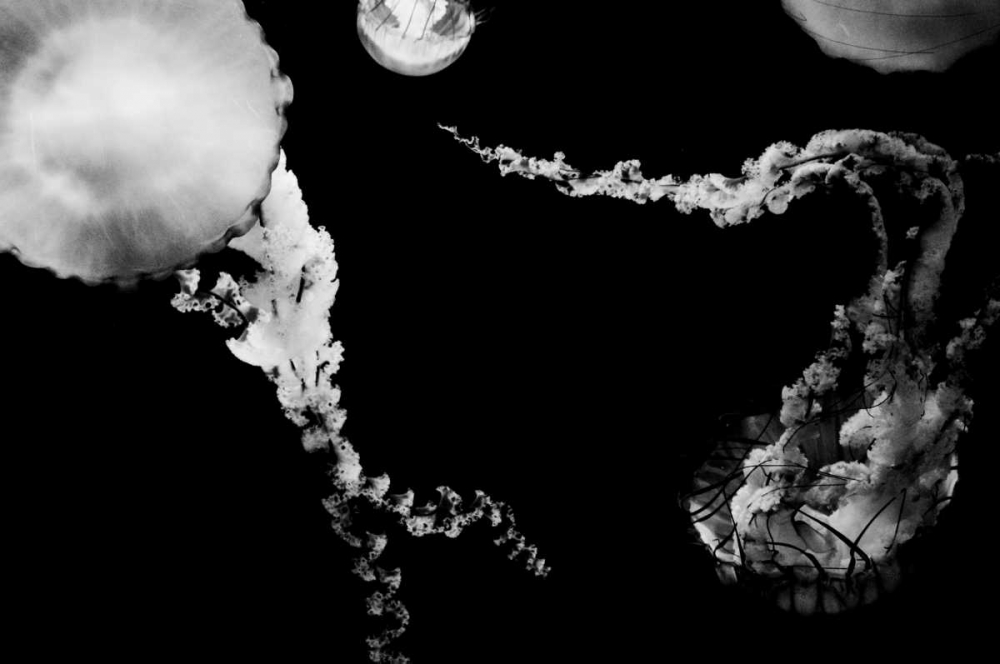 Jellyfish Glow VIII art print by Erin Berzel for $57.95 CAD