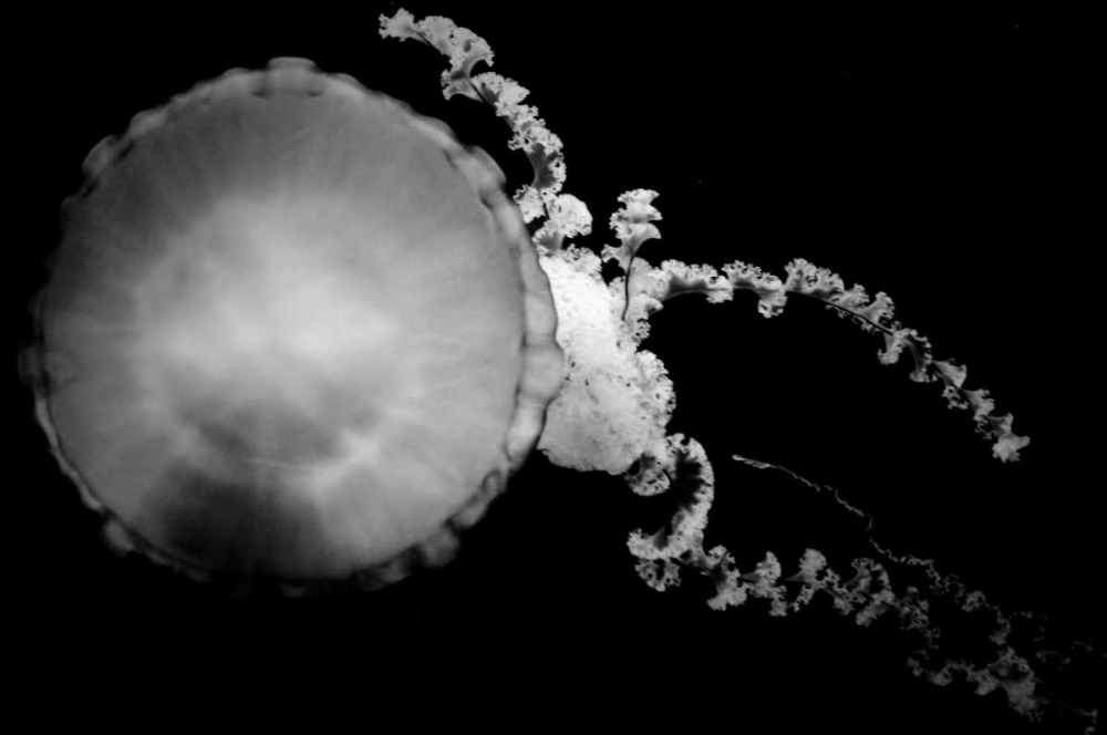 Jellyfish Glow IX art print by Erin Berzel for $57.95 CAD