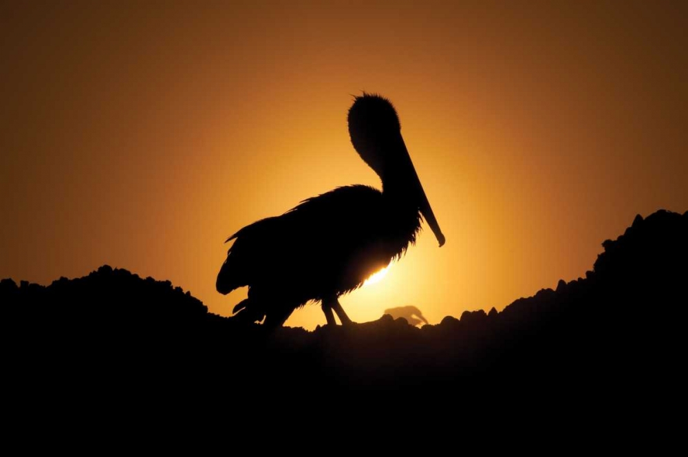 Pelican Silhouette I art print by Erin Berzel for $57.95 CAD
