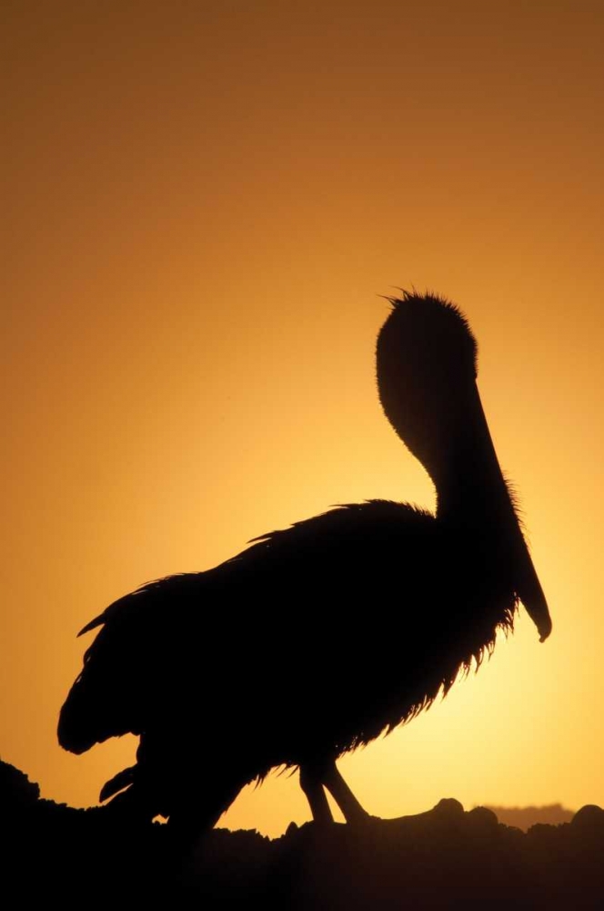 Pelican Silhouette II art print by Erin Berzel for $57.95 CAD