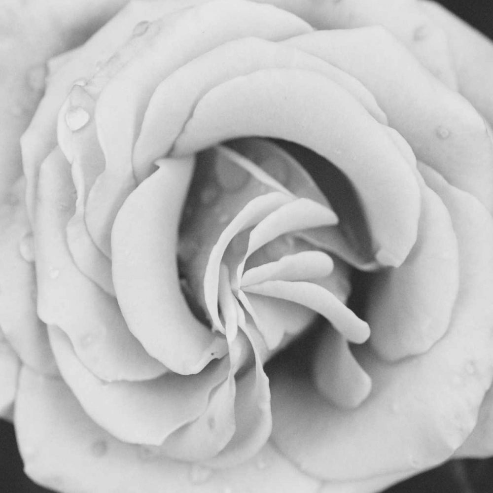 Classic Rose Square art print by Erin Berzel for $57.95 CAD