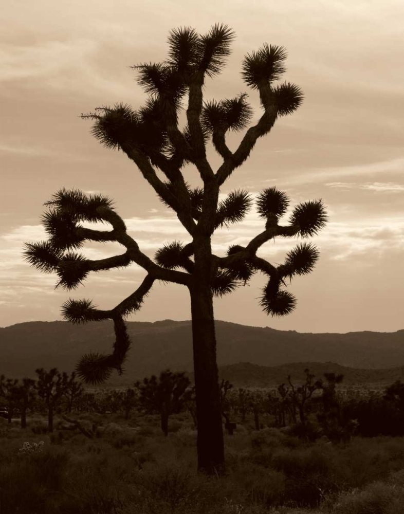 Yucca Brevifolia III art print by Erin Berzel for $57.95 CAD