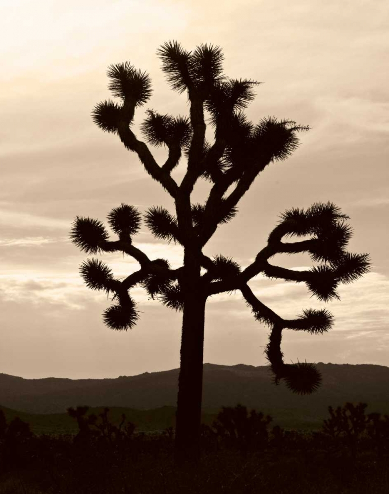 Yucca Brevifolia IV art print by Erin Berzel for $57.95 CAD