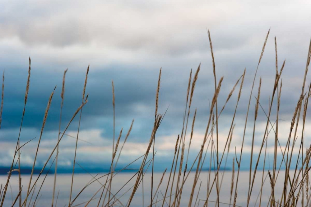 Whidbey Grass II art print by Erin Berzel for $57.95 CAD