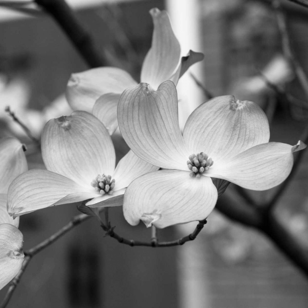Dogwood Blossoms II BW Sq art print by Erin Berzel for $57.95 CAD