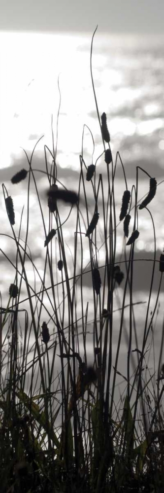 Coastal Grass Panel I art print by Erin Berzel for $57.95 CAD