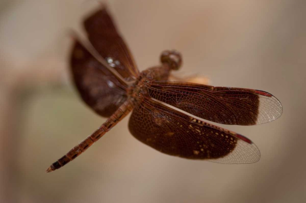 Dragonfly I art print by Erin Berzel for $57.95 CAD