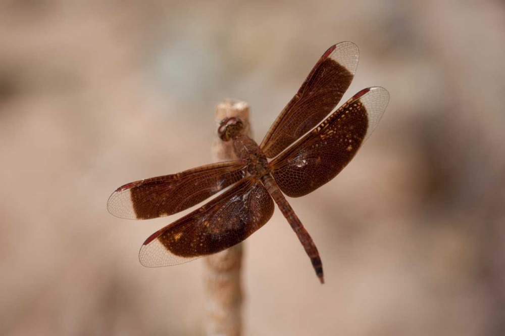 Dragonfly II art print by Erin Berzel for $57.95 CAD