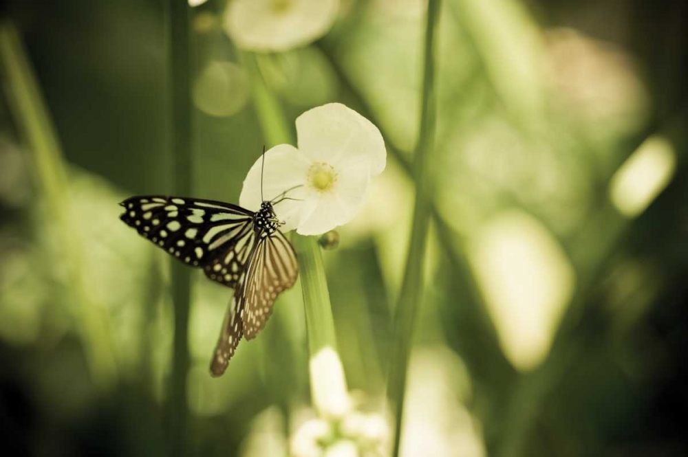 Butterfly I art print by Erin Berzel for $57.95 CAD