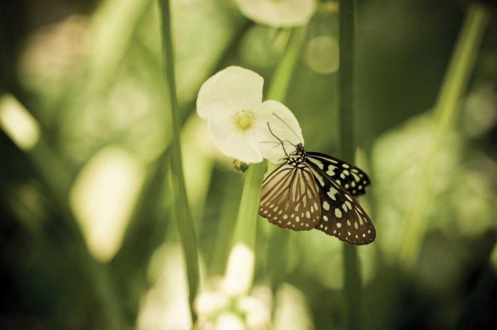 Butterfly II art print by Erin Berzel for $57.95 CAD