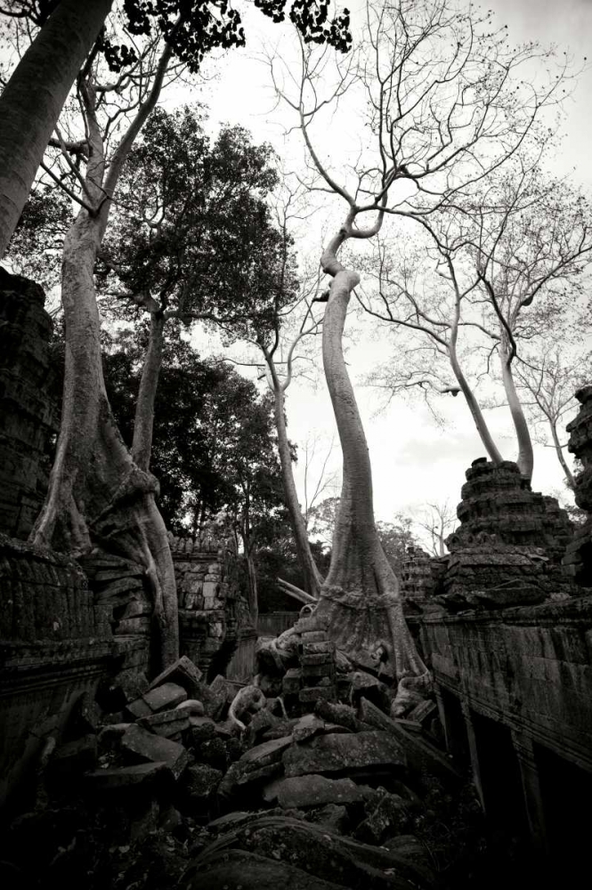 Ancient Ta Prohm I art print by Erin Berzel for $57.95 CAD