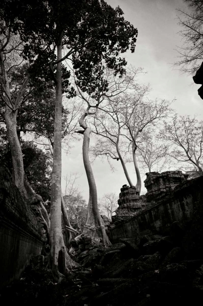 Ancient Ta Prohm II art print by Erin Berzel for $57.95 CAD