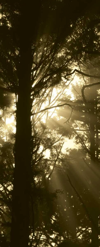 Sepia Shadows I art print by Erin Berzel for $57.95 CAD