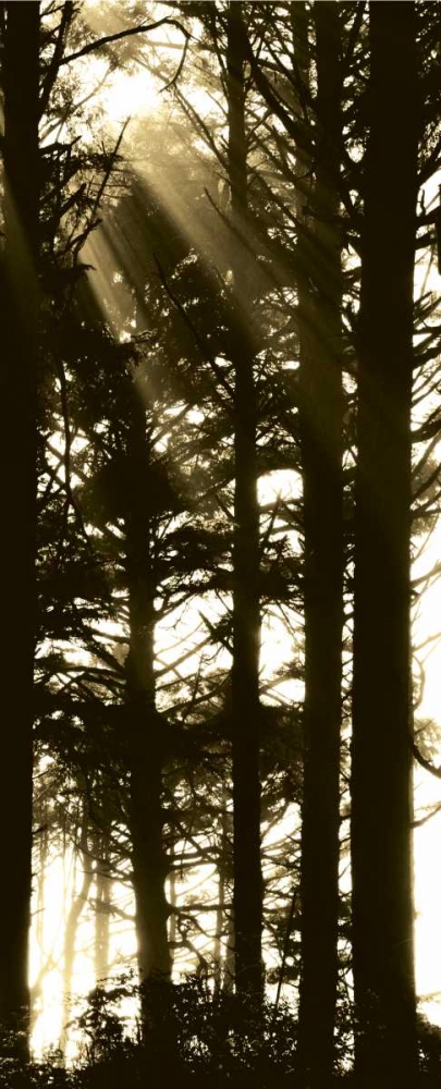 Sepia Shadows II art print by Erin Berzel for $57.95 CAD