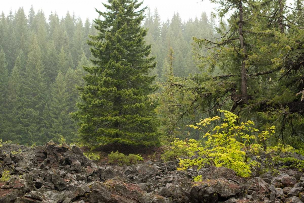 Willamette Natl Forest V art print by Erin Berzel for $57.95 CAD
