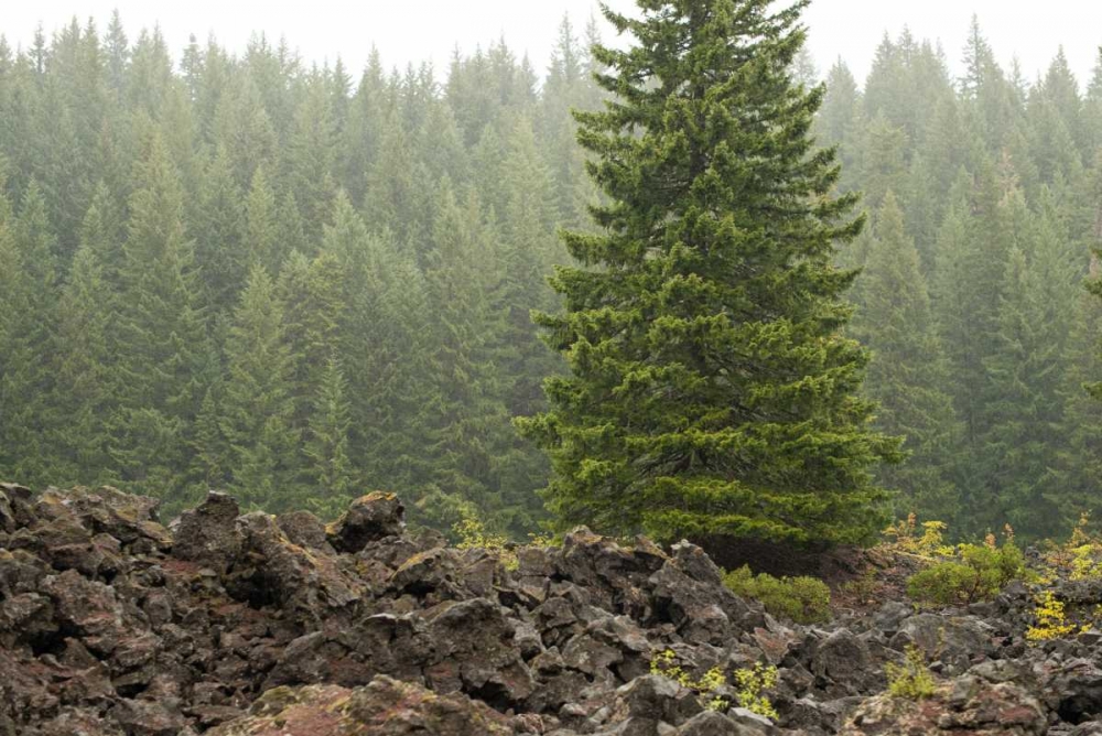 Willamette Natl Forest VI art print by Erin Berzel for $57.95 CAD