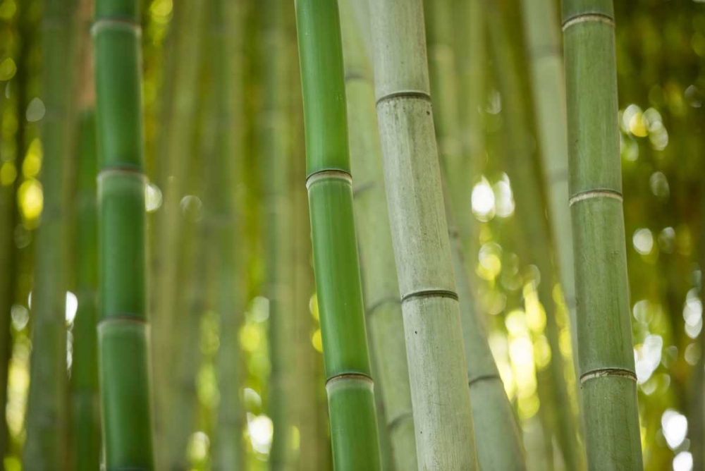 Bamboo and Bokeh II art print by Erin Berzel for $57.95 CAD