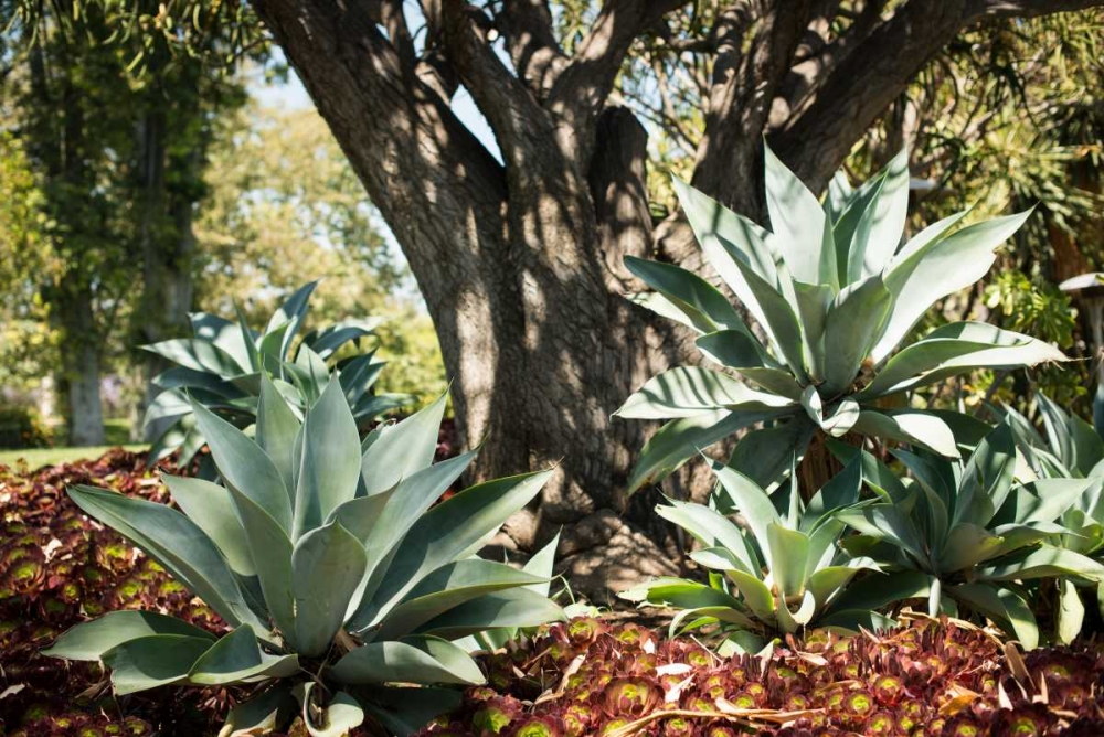 Agave I art print by Erin Berzel for $57.95 CAD