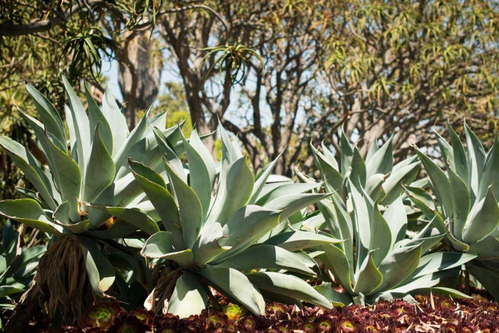 Agave II art print by Erin Berzel for $57.95 CAD