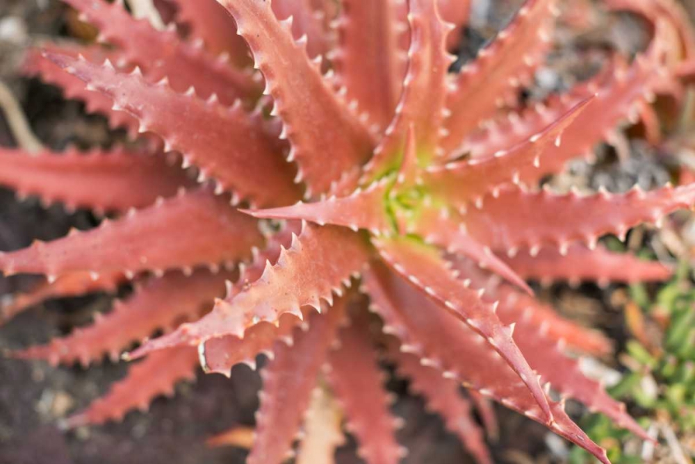 Aloe I art print by Erin Berzel for $57.95 CAD