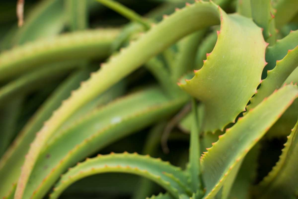 Aloe II art print by Erin Berzel for $57.95 CAD