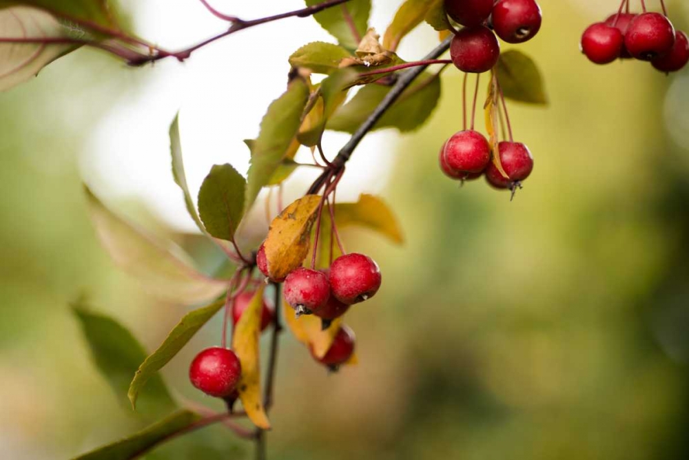 Red Berries I art print by Erin Berzel for $57.95 CAD