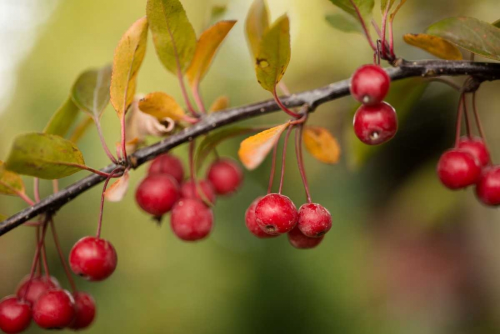 Red Berries II art print by Erin Berzel for $57.95 CAD
