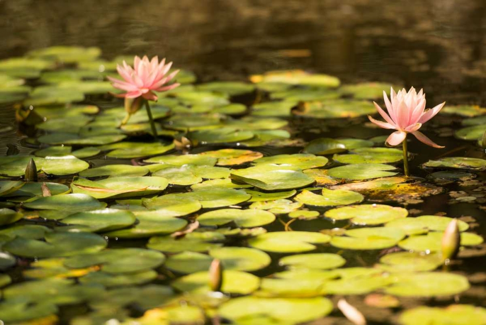 Lotus Pond I art print by Erin Berzel for $57.95 CAD