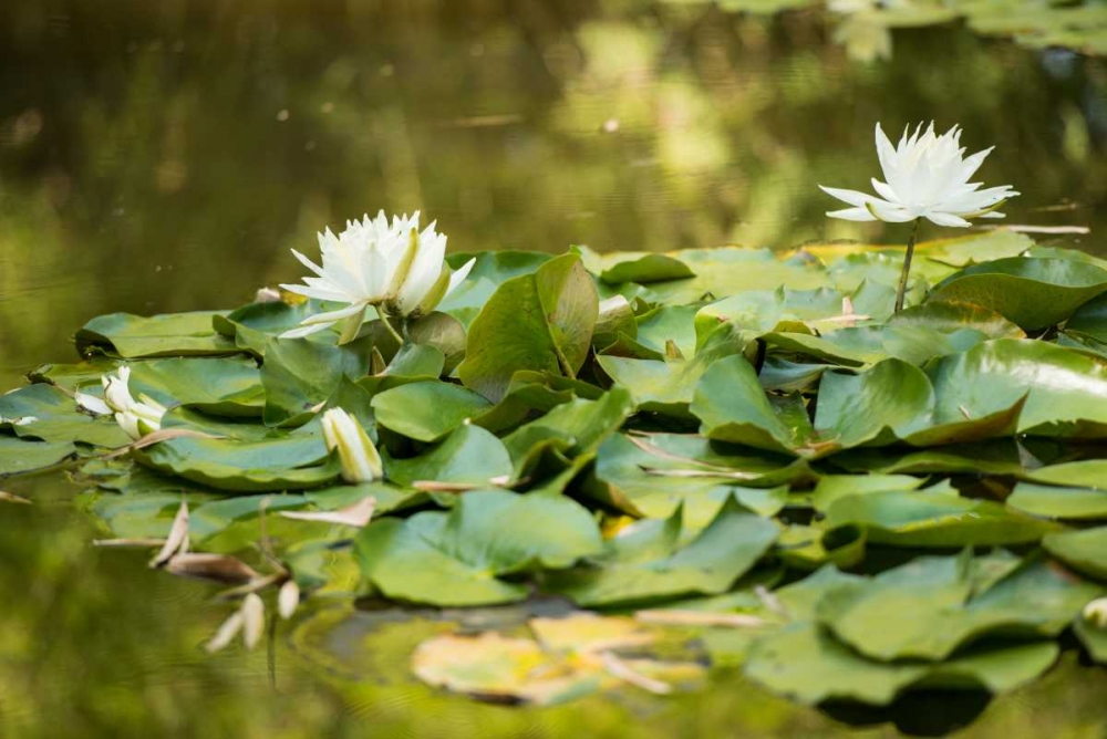 Lotus Pond II art print by Erin Berzel for $57.95 CAD