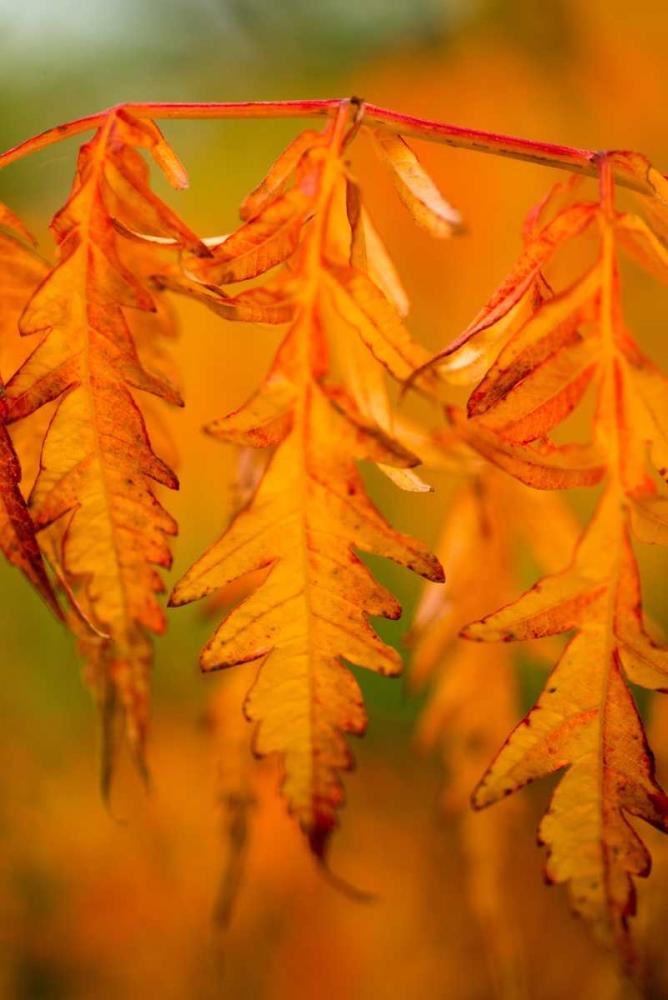Fall Leaves I art print by Erin Berzel for $57.95 CAD