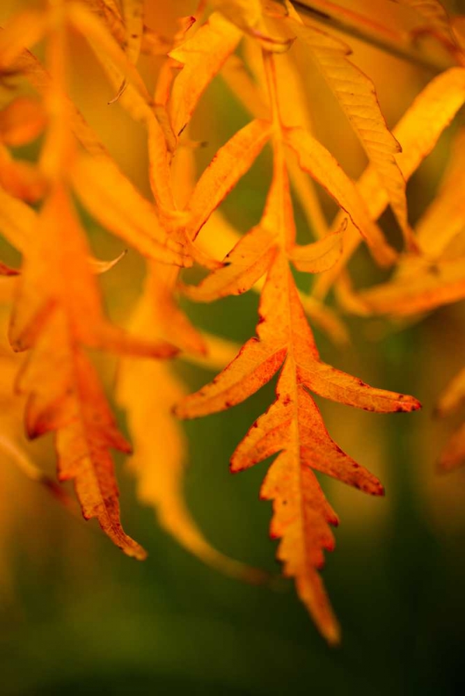Fall Leaves II art print by Erin Berzel for $57.95 CAD