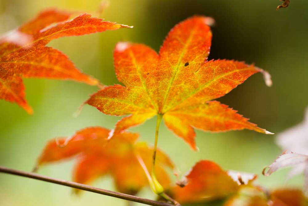 Fall Leaves III art print by Erin Berzel for $57.95 CAD