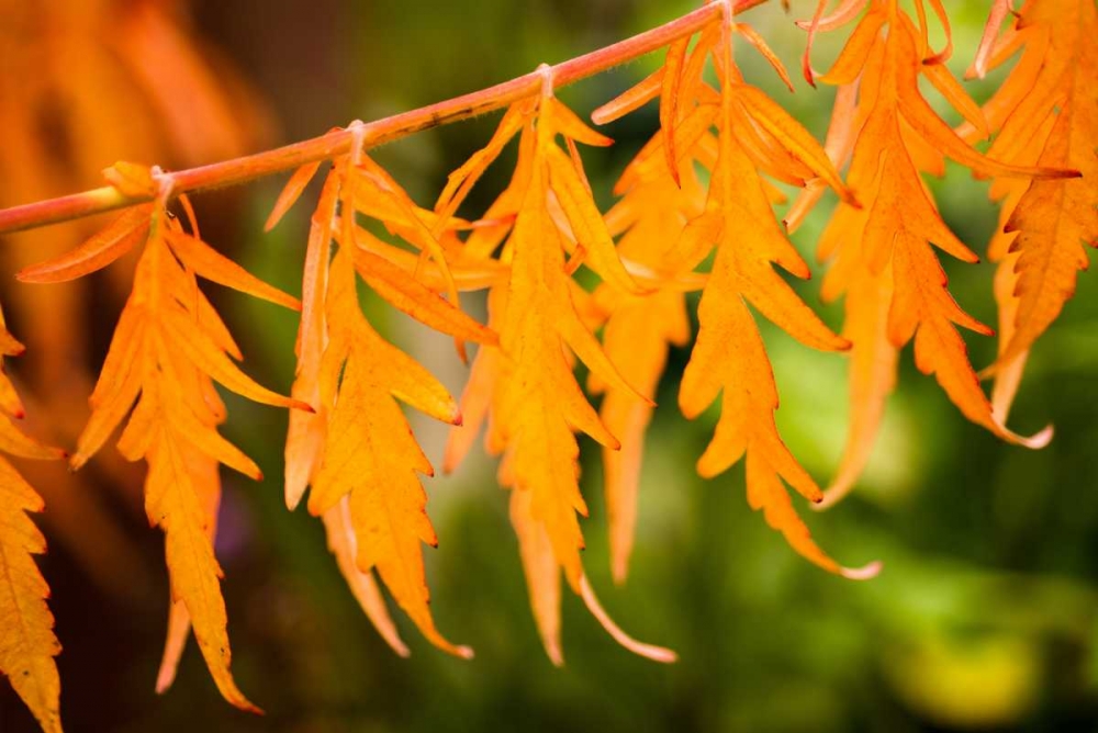 Fall Leaves IV art print by Erin Berzel for $57.95 CAD
