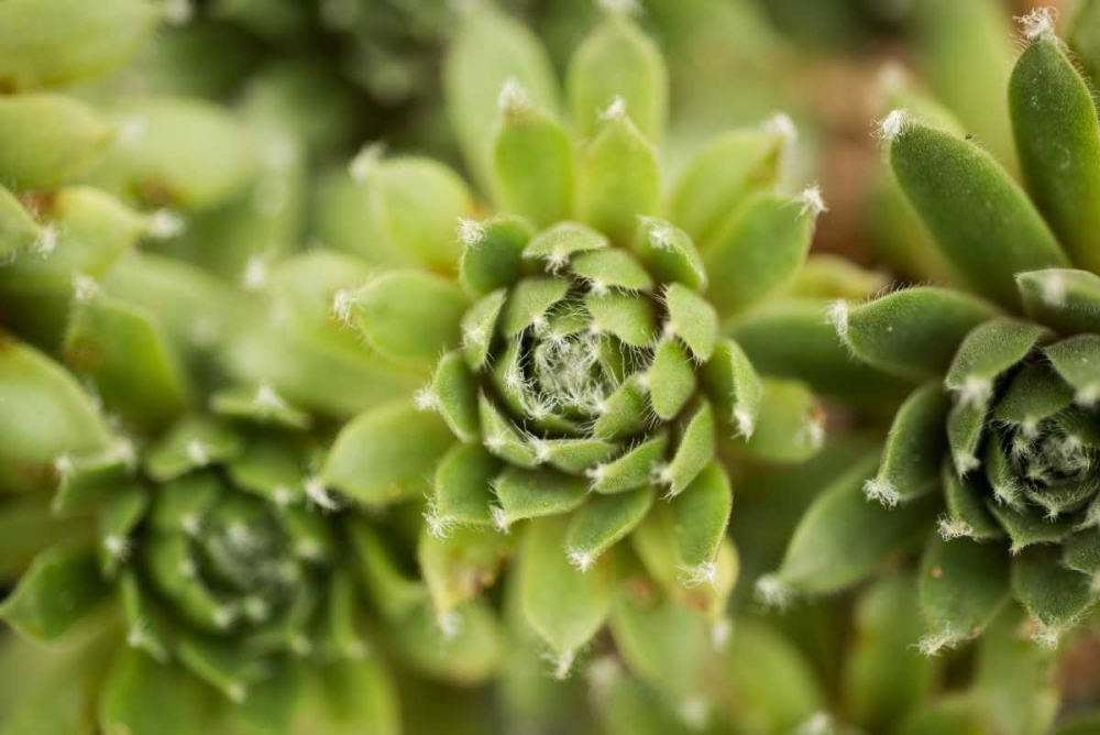 Succulent Array art print by Erin Berzel for $57.95 CAD