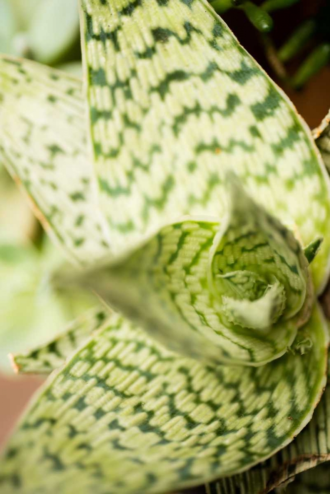 Green and White I art print by Erin Berzel for $57.95 CAD
