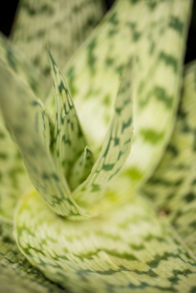 Green and White II art print by Erin Berzel for $57.95 CAD