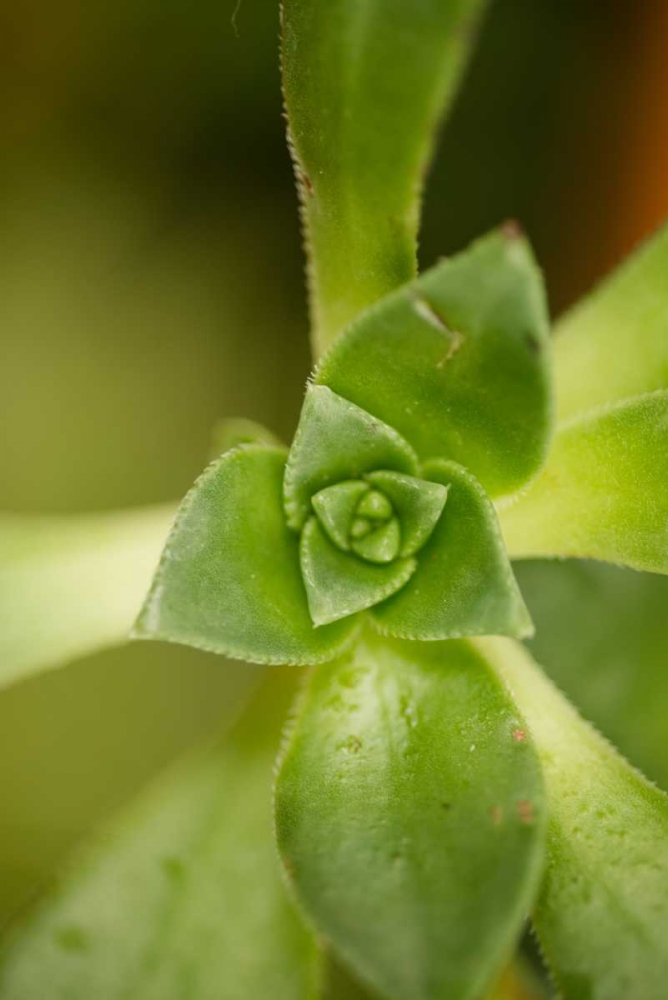 Succulent Detail I art print by Erin Berzel for $57.95 CAD
