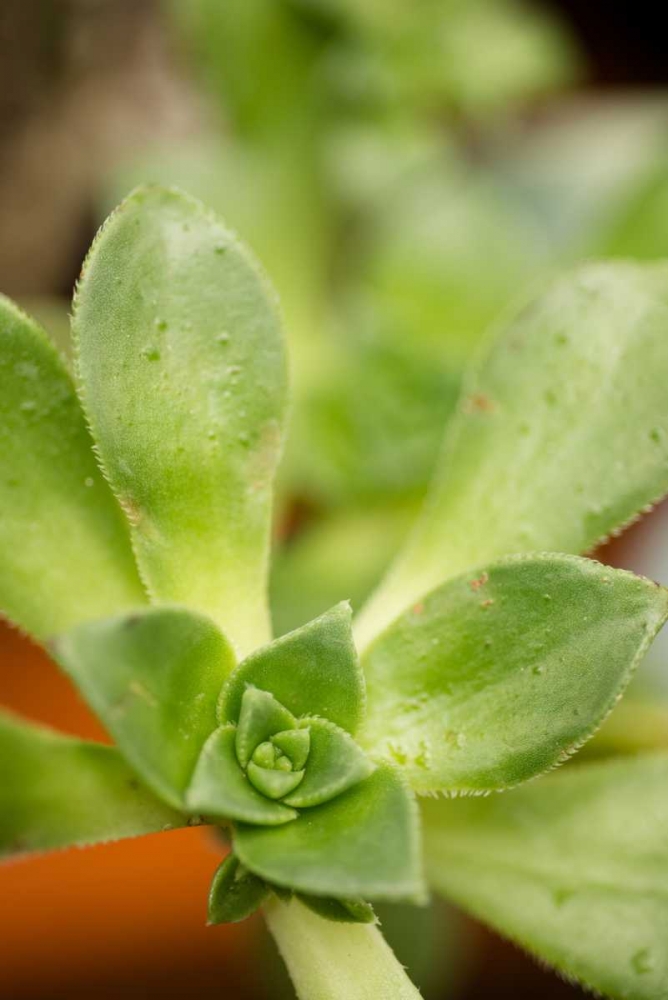 Succulent Detail II art print by Erin Berzel for $57.95 CAD