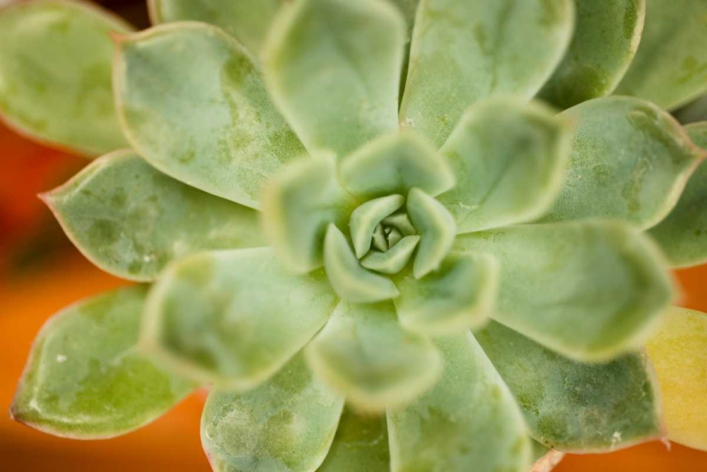 Macro Succulent I art print by Erin Berzel for $57.95 CAD