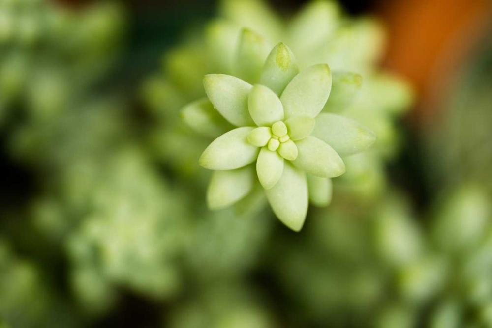 Macro Succulent II art print by Erin Berzel for $57.95 CAD