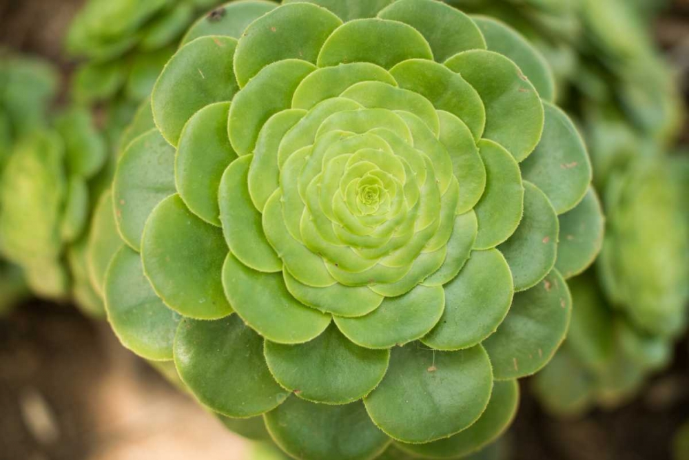 Macro Succulent III art print by Erin Berzel for $57.95 CAD