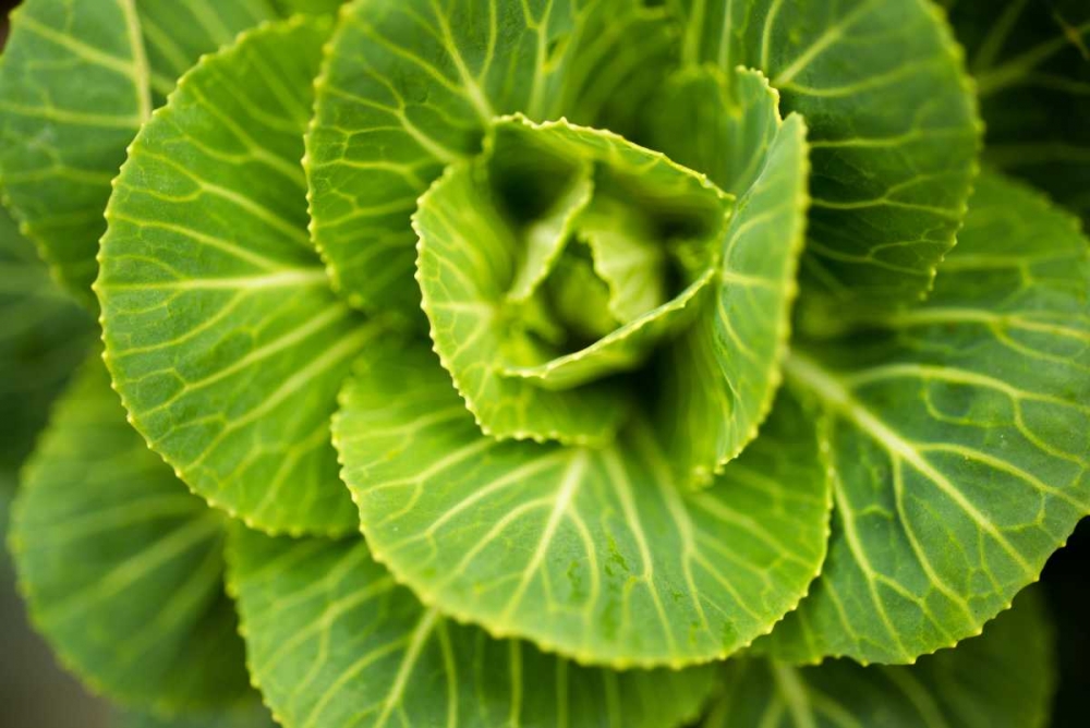 Cabbage Detail art print by Erin Berzel for $57.95 CAD