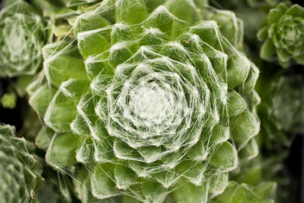 Arachnoideum Succulent I art print by Erin Berzel for $57.95 CAD
