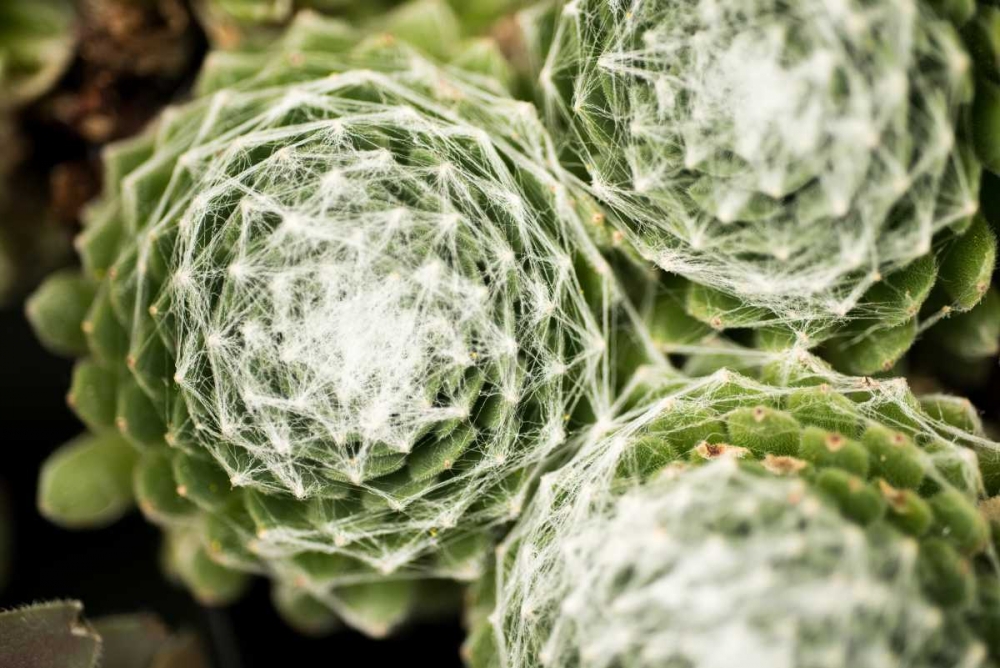 Arachnoideum Succulent II art print by Erin Berzel for $57.95 CAD