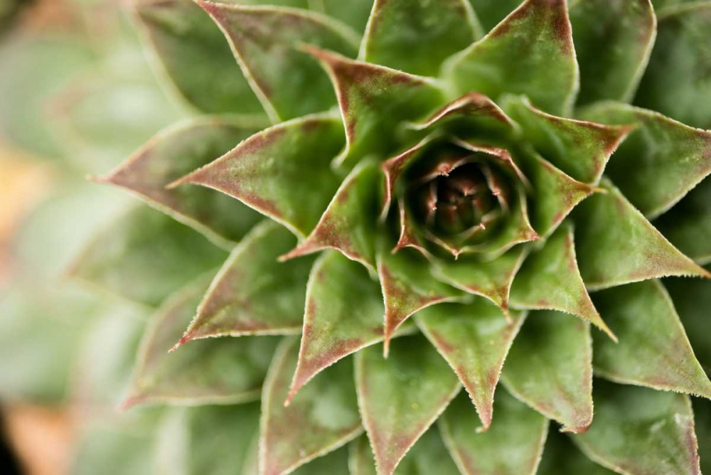 Sempervivum Succulent I art print by Erin Berzel for $57.95 CAD