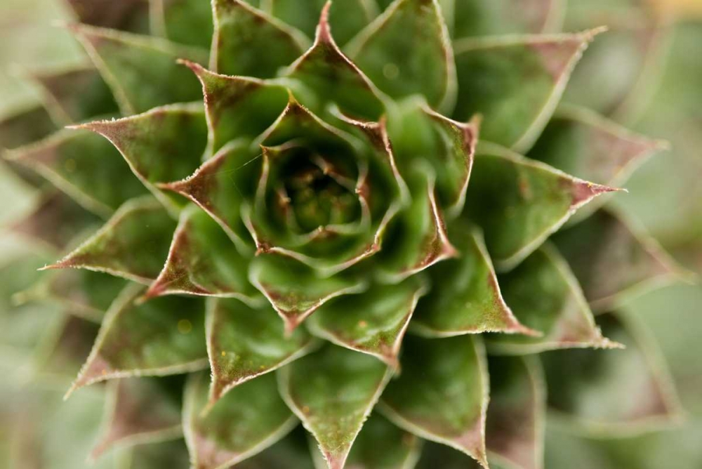 Sempervivum Succulent II art print by Erin Berzel for $57.95 CAD