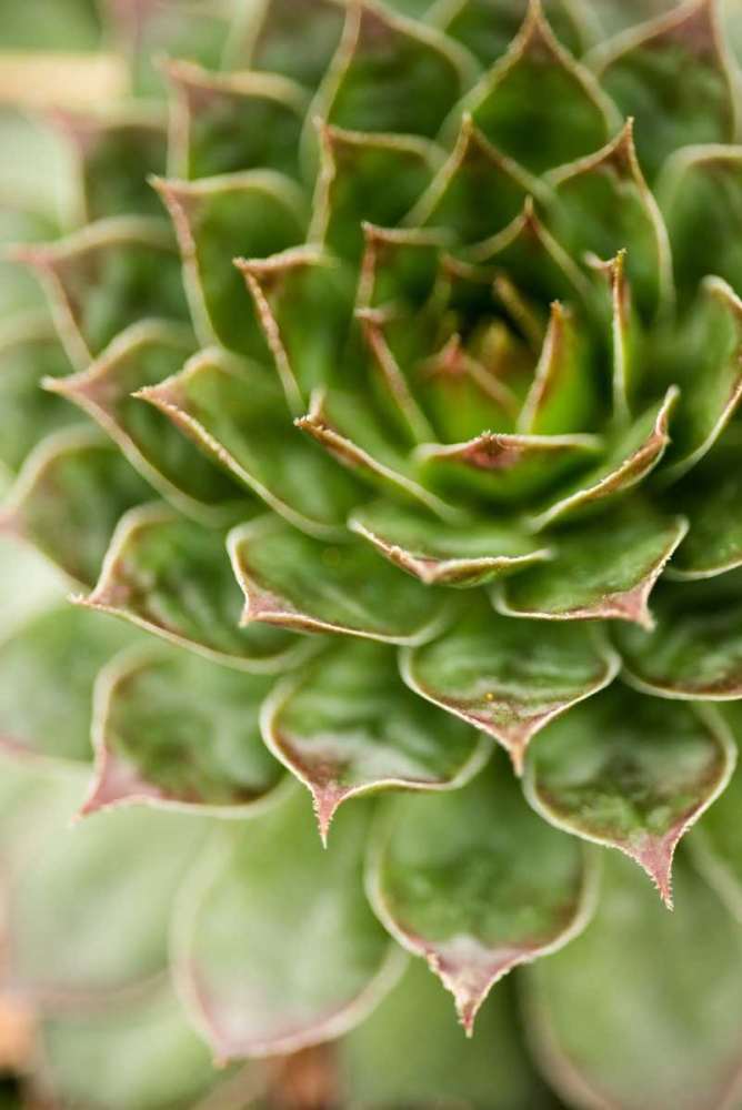 Sempervivum Succulent III art print by Erin Berzel for $57.95 CAD