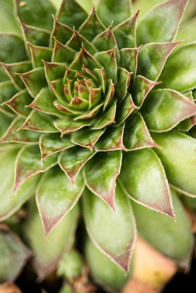 Sempervivum Succulent IV art print by Erin Berzel for $57.95 CAD