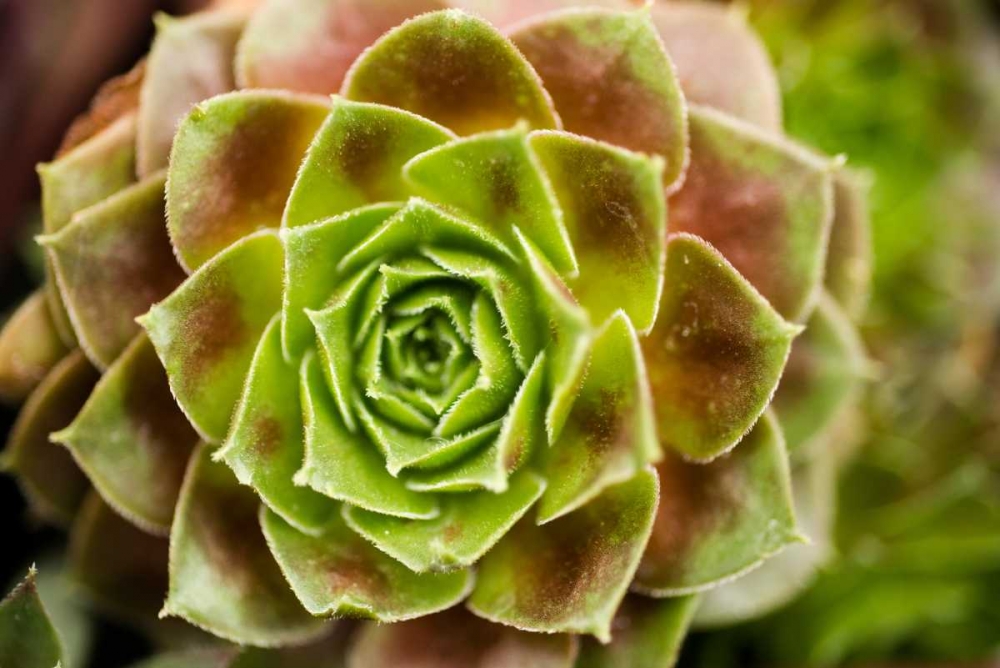 Sempervivum Ohioan art print by Erin Berzel for $57.95 CAD