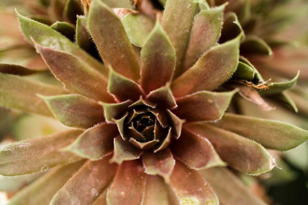 Sempervivum Royal Ruby art print by Erin Berzel for $57.95 CAD